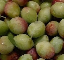 Çatal Erik (İkiz Erik) Fidanı 120-150 cm