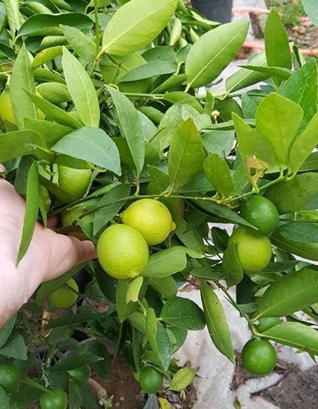 Lime (Tahiti Lime) Fidanı Çekirdeksiz-Yeşil Limon 3-4 Yaş