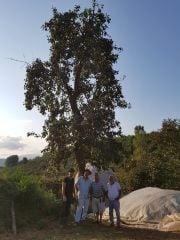 Susak Armutu Fidanı 120-150 cm