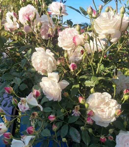 Yediveren Dilek Su Gül Fidanı 100-150 cm