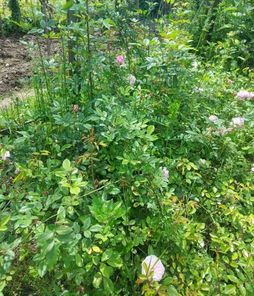 Yediveren Dilek Su Gül Fidanı 100-150 cm