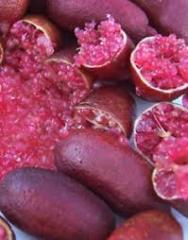 Finger Lime Mia Rose  5 Yaş-Saksılı-130 cm