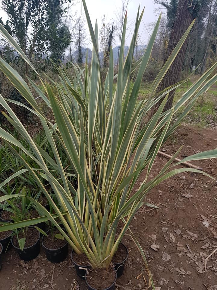 Formiyum Fidanı Formium Phormium Tenax Attropurpureum 100-150 Cm