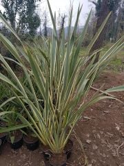 Formiyum Fidanı Formium Phormium Tenax Attropurpureum 100-150 Cm