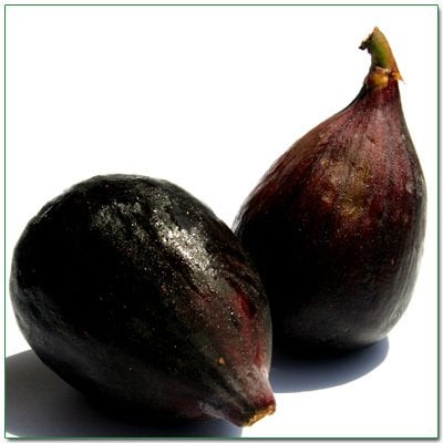 Dağ İnciri-Doğal İncir Fidanı 120-150 cm