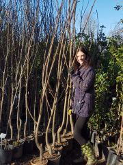 Kestane Fidanı 6-7 Yaş- Boy 250-300 cm-Gövde Çevresi 8-12 cm