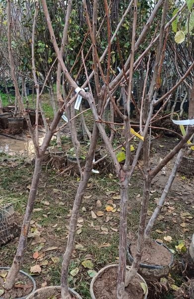 Kiraz(Napolyon) Fidanı 220-230 cm-7 Yaş-Gövde Çevresi 10-14 cm