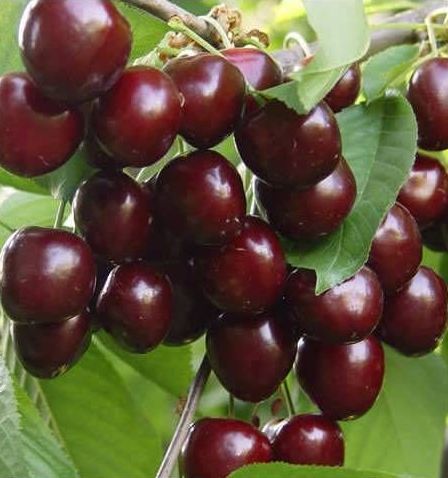 Kiraz(Napolyon) Fidanı 220-230 cm-7 Yaş-Gövde Çevresi 10-14 cm