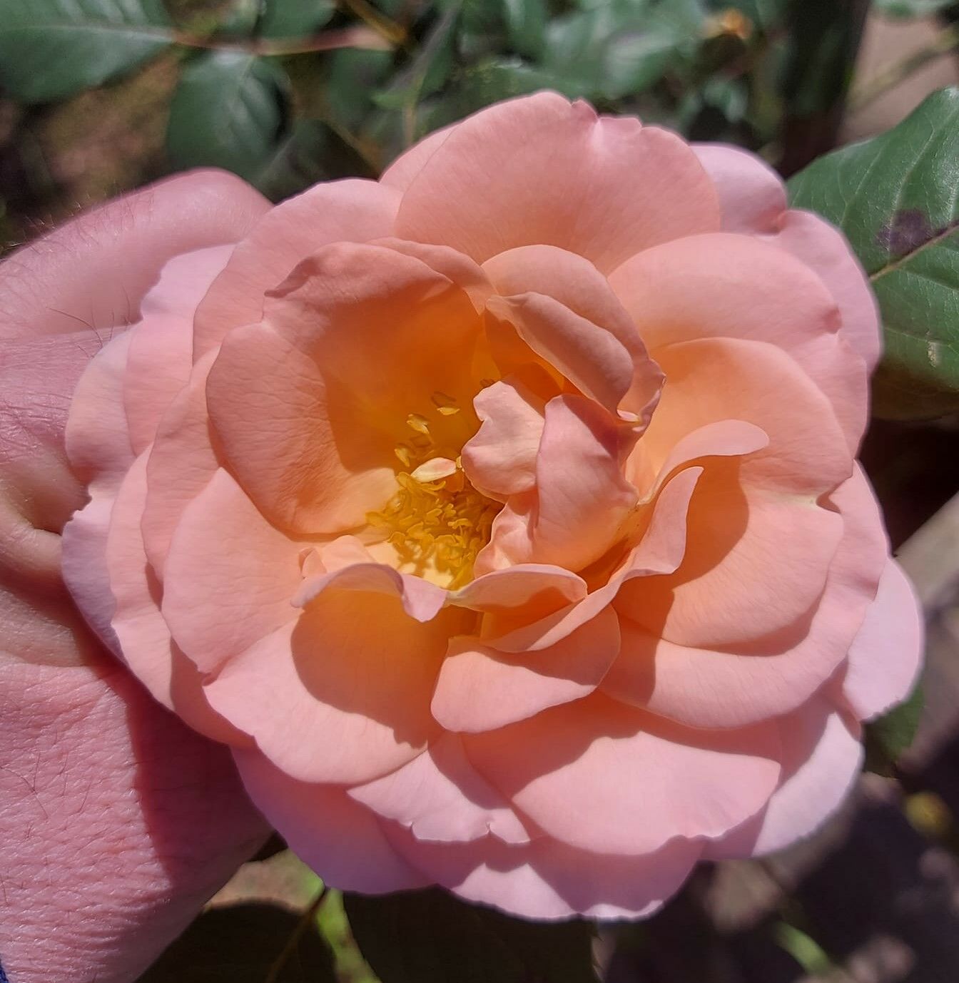 Bal Gülü  5 Müthiş Kokulu Şehrezat Gül Fidanı