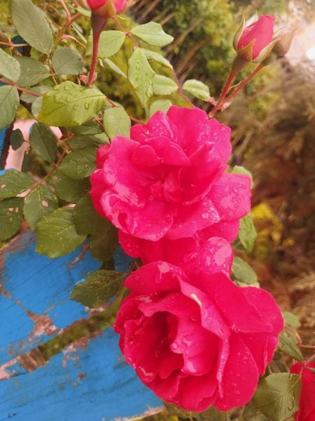 Bal Gülü 3 İrem Su Gül Fidanı Hem Sarmaşık-Hem Saksılık