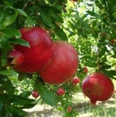 Hicaz Narı Fidanı 10 Yaş Boy 200-250 cm-Gövde Çevresi 18-24 cm