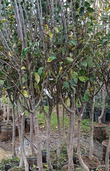 Taş Elması Fidanı 6-7 Yaş-200-250 cm-Gövde Çevresi 10-14 cm