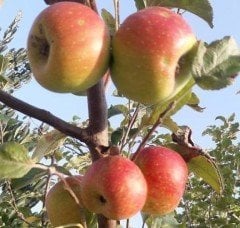 Taş Elması Fidanı 6-7 Yaş-200-250 cm-Gövde Çevresi 10-14 cm