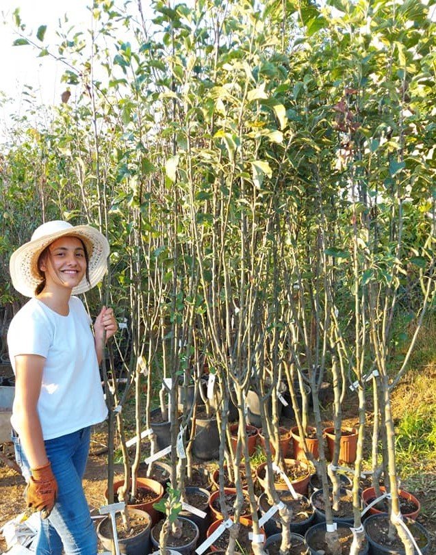 Taş Elması Fidanı 6-7 Yaş-200-250 cm-Gövde Çevresi 10-14 cm