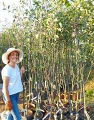 Taş Elması Fidanı 6-7 Yaş-200-250 cm-Gövde Çevresi 10-14 cm