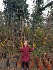 Kağızman (Uzun Elma) Fidanı 6-7 Yaş-200-250 cm-Gövde Çevresi 12-14 cm