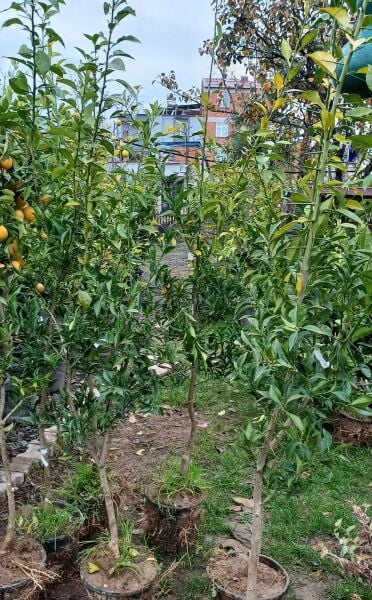 Citrus junos-Yuzu Portakal 6 Yaş-200-230 cm -20 dereceye dayanıklı