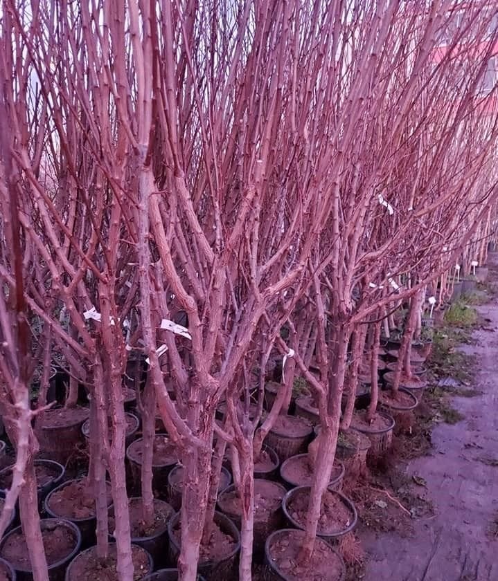 Niğde Sarı Erik Fidanı 8 Yaş Boy 250 cm-Gövde Çevresi 12-14 cm