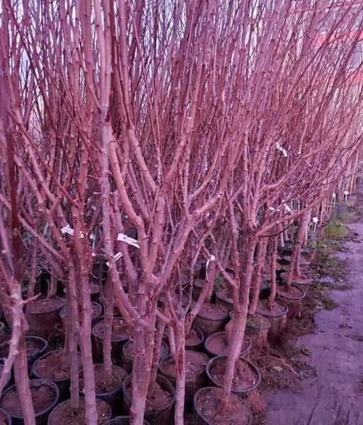 Niğde Sarı Erik Fidanı 8 Yaş Boy 250 cm-Gövde Çevresi 12-14 cm