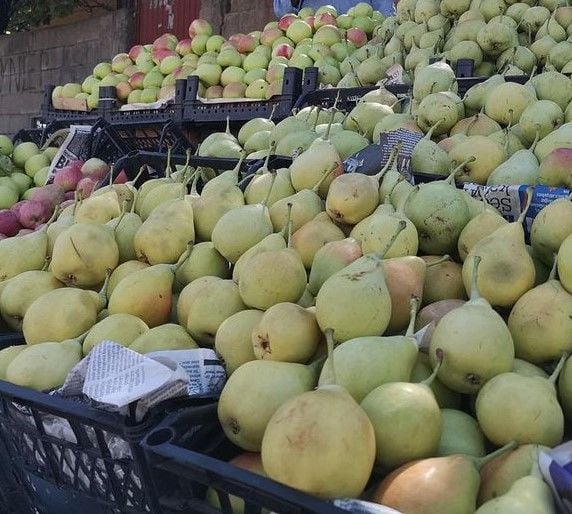 Mellaki Armutu-Kavun Armutu Fidan 150 cm