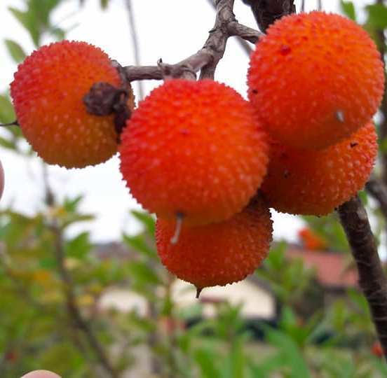 Kocayemiş Fidanı 3 Yaş 60-100 cm