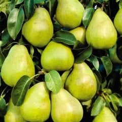 Armut ( Margarita Marilla Armut) Fidanı 6 Yaş-200-250 cm-Gövde Çevresi 8-12 cm