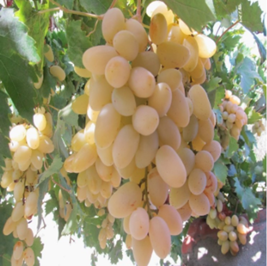 Ürgüp Sarı Parmak Üzümü Fidanı 30-40 cm
