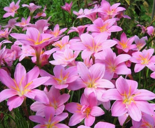 Pembe Zıpçıktı- Zephyranthes Robusta Rosea-Canlı Bitki
