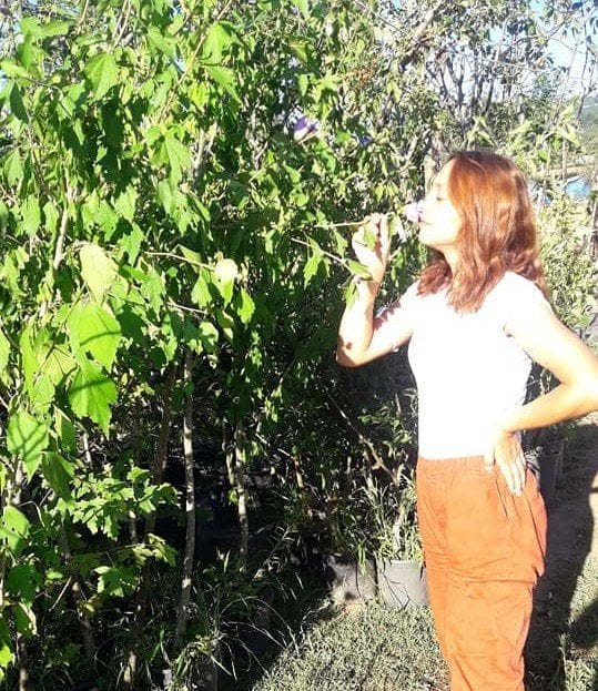 Ağaç Hatmi 180-200 cm-Bol çiçek açan Bitki