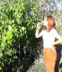 Ağaç Hatmi 180-200 cm-Bol çiçek açan Bitki