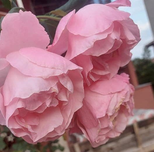 Yediveren Geleneksel Ilgın Gül Fidanı