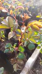 Yediveren Geleneksel Ilgın Gül Fidanı