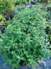 Ananas Kokulu Adaçayı Fidesi Pino Salvia Rutilans