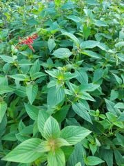 Ananas Kokulu Adaçayı Fidesi Pino Salvia Rutilans