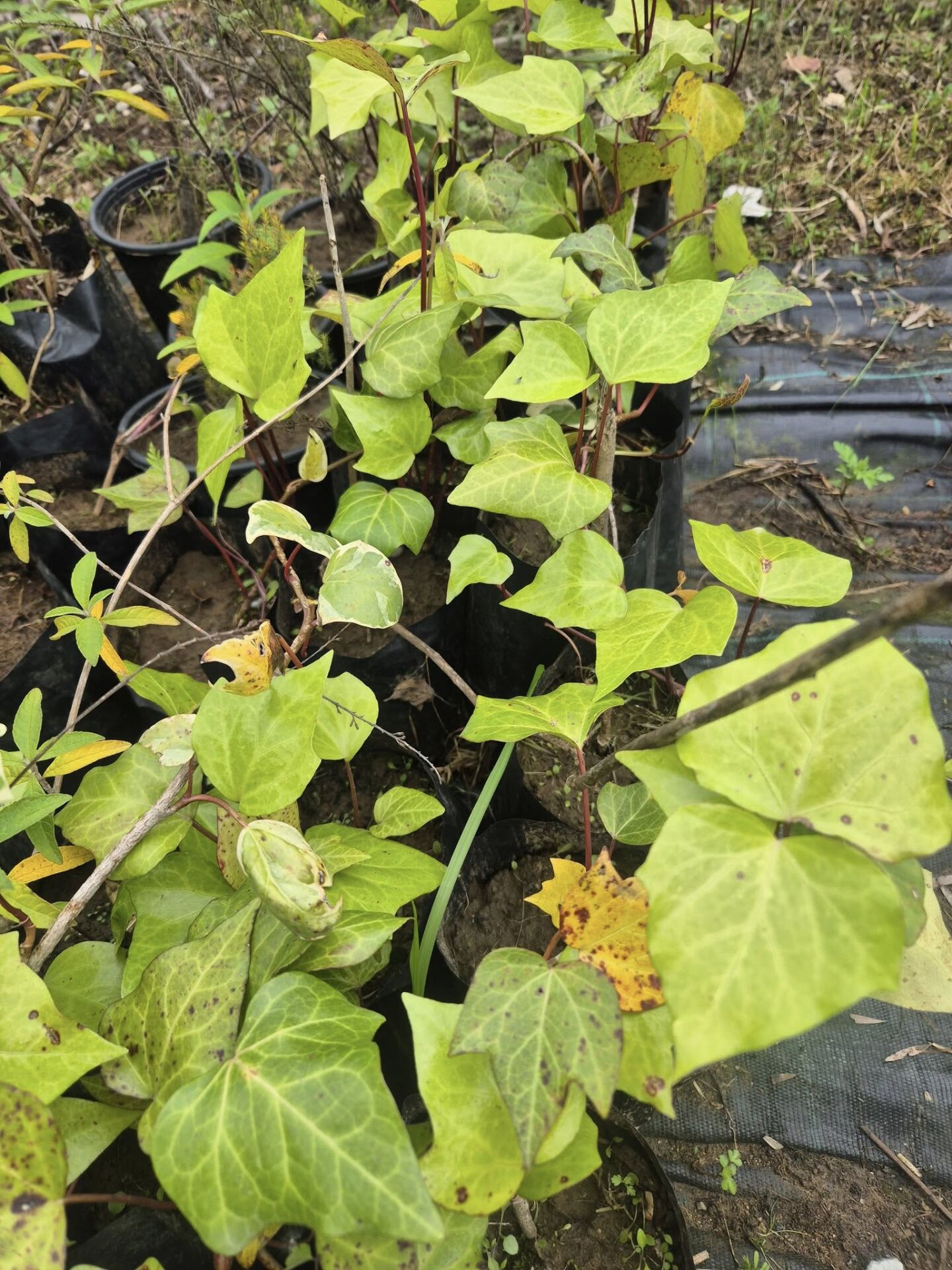 Hedera Helix Cont. Yeşil Orman Duvar Sarmaşığı Fidanı 40-80 cm