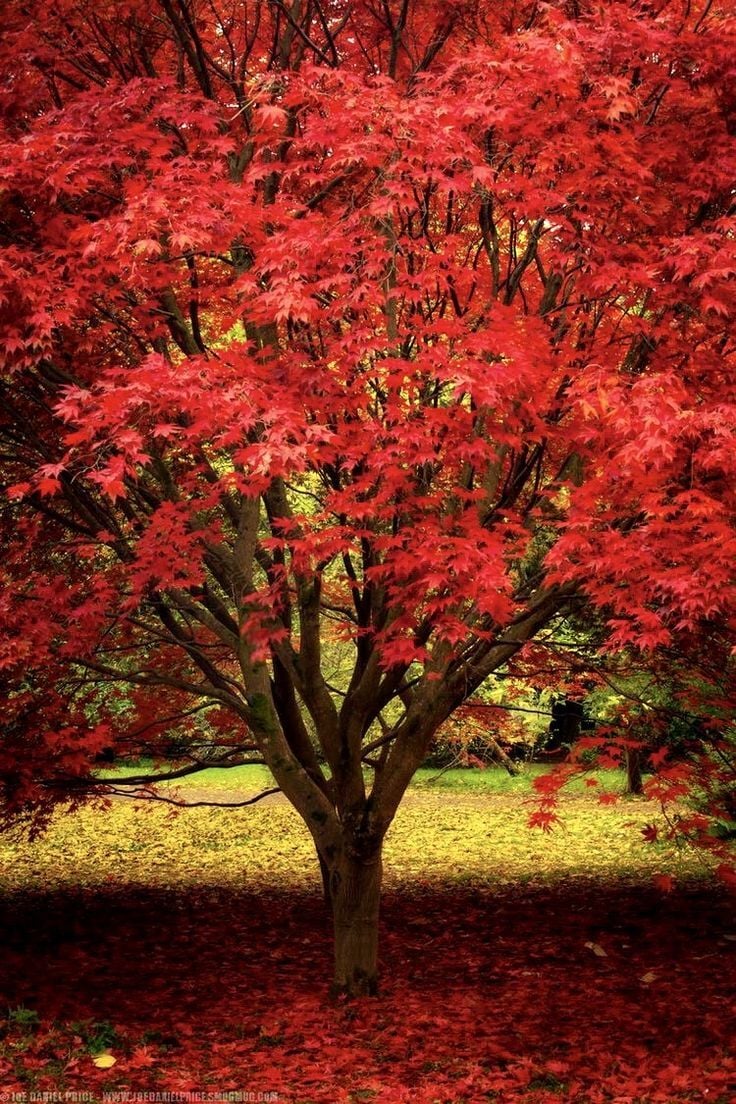 Quercus Rubra Kırmızı Meşe Fidanı 50 cm