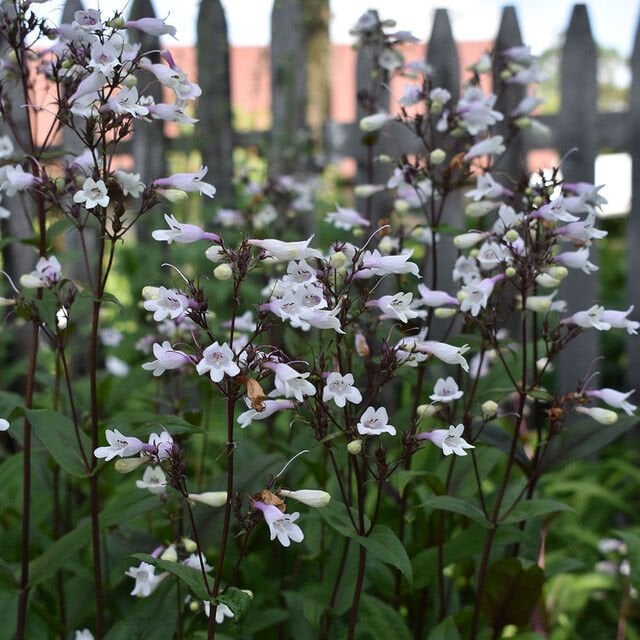 Penstemon Digitalis 'Husker Red'