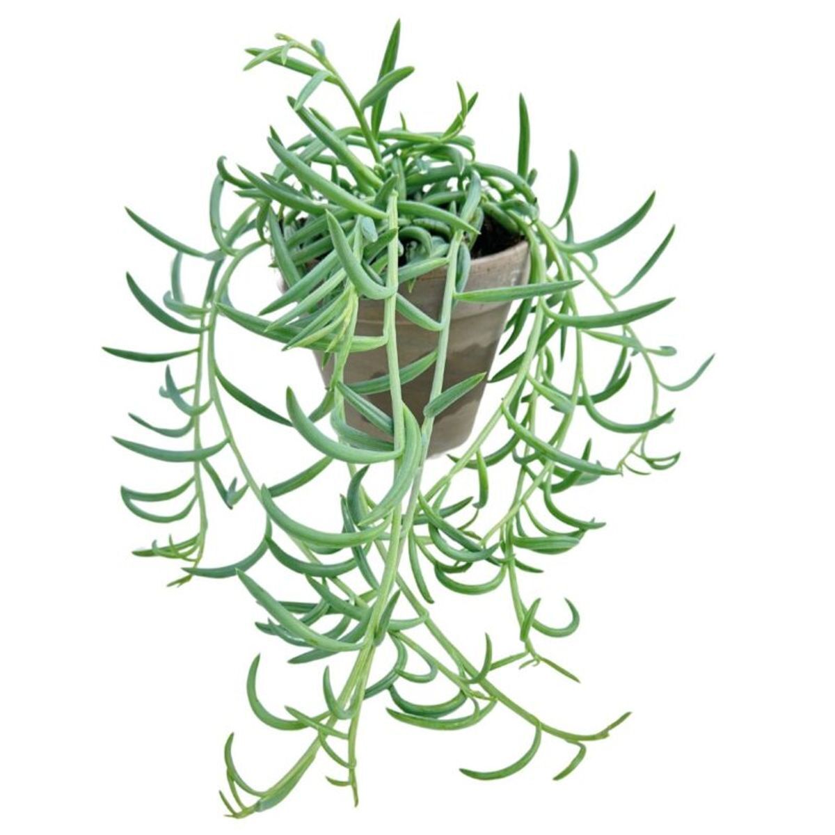 Senecio Radicans-Muz Kaktüsü Askılı Saksıda
