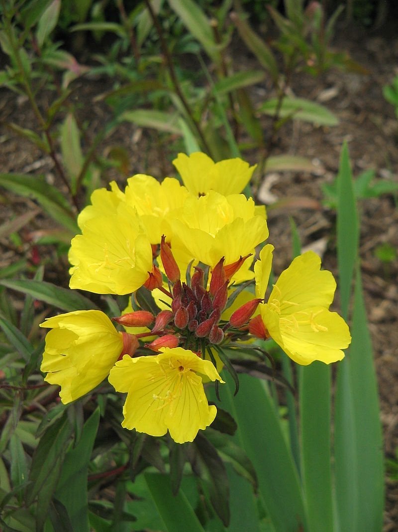 Oenothera Tetragona-Mavimsi Akşam Çuha Çiçeği
