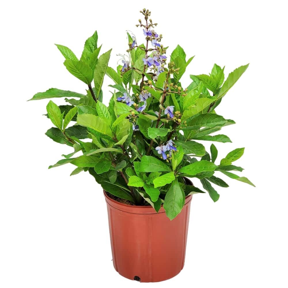 Clerodendrum Ugandense - Mavi Kelebek Çalısı Fidanı