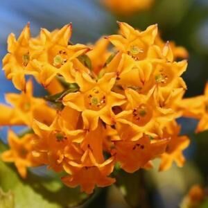 Cestrum Aurantiacum-Sarı Melissa Fidanı 20 cm