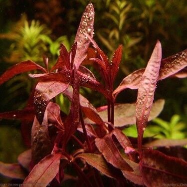 Alternanthera Peinoeli Fidesi
