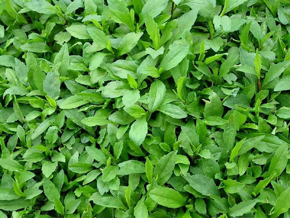 Kalimeris İndica (İndian Asteria) Fidesi