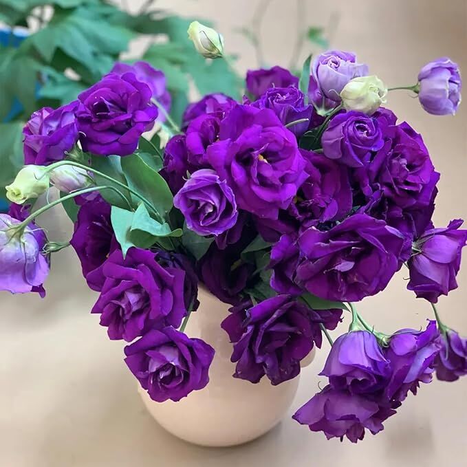 Lisyantus Çiçeği (Lisianthus) Liseli Kız Fidanı