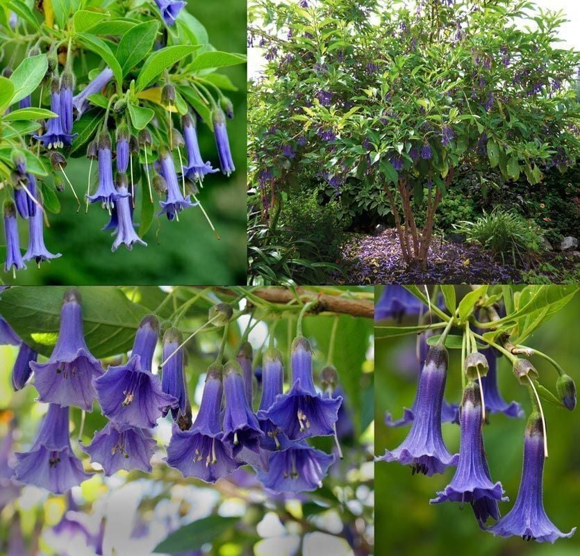 Mavi Melek Borazanı Fidanı Acnistus Australis Blue Angels Trumpet 0-20 cm