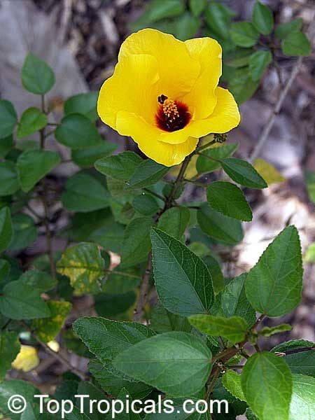 Hibiscus Sp. Rosemallow Fidanı