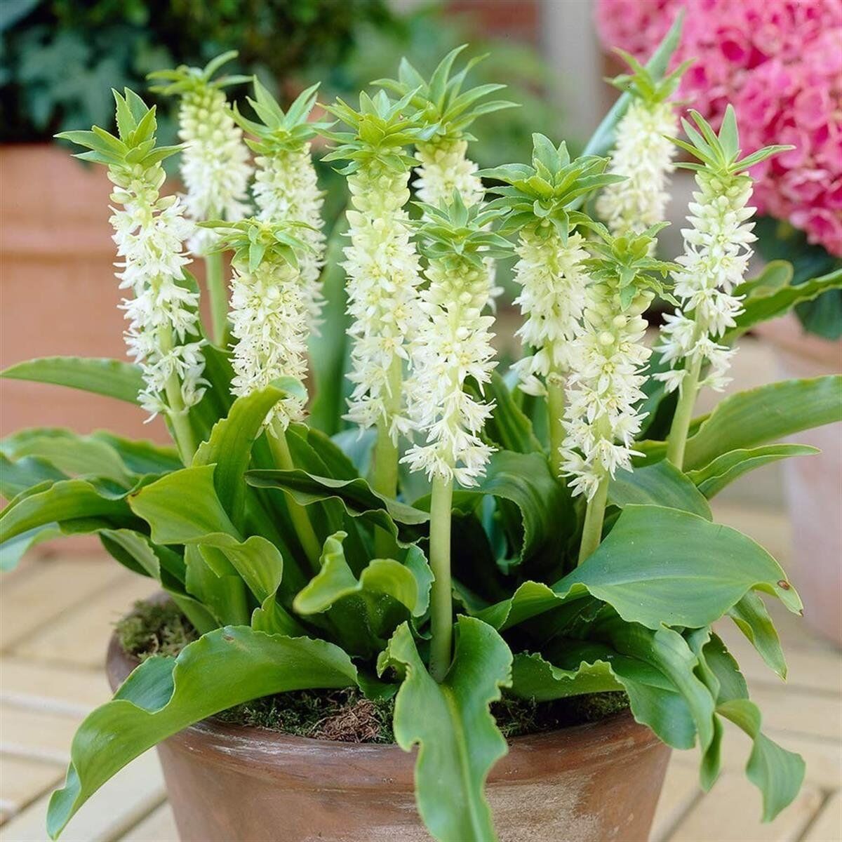 Eucomis Autumnalis Sonbahar Ananas Zambağı Fiidesi