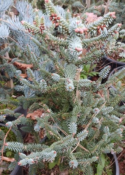 Abies Pinsapo,İspanyol Göknarı Fidanı-Aşılı-80 cm