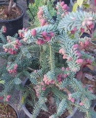 Abies Pinsapo,İspanyol Göknarı Fidanı-Aşılı-80 cm