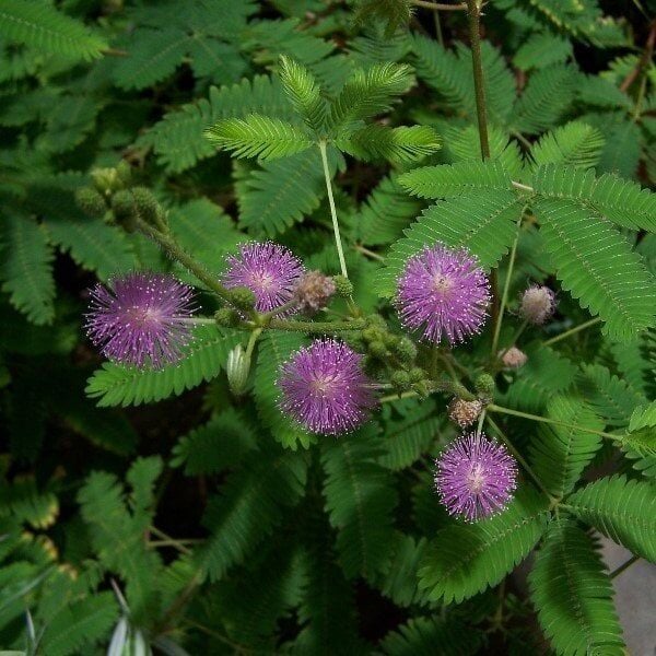 Küstüm Çiçeği Fidesi - Utangaç Çiçek – Mimosa Pudica